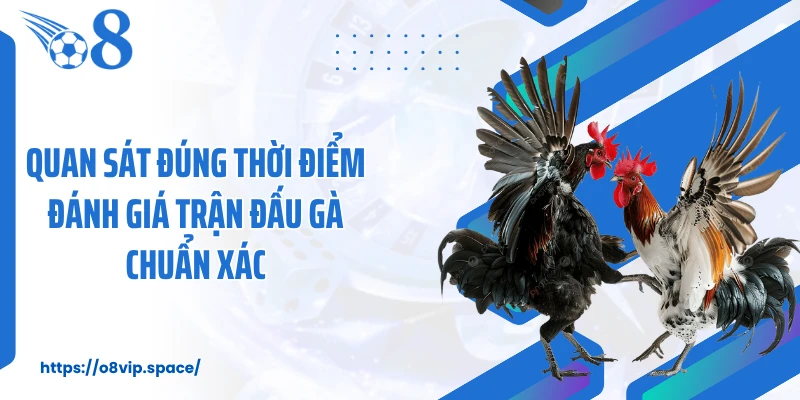 Quan sát đúng thời điểm đánh giá trận đấu gà chuẩn xác